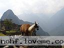 Machu-Picchu-008