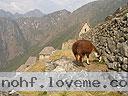 Machu-Picchu-020